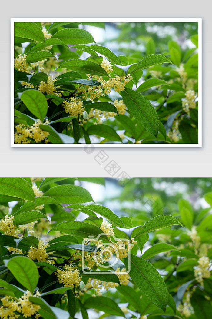 八月桂花桂花树高清