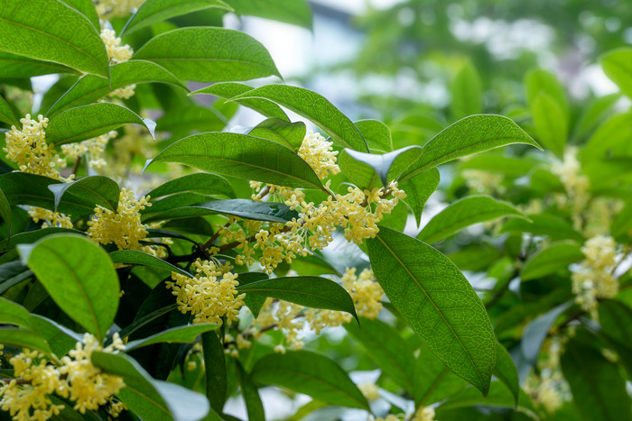 八月桂花桂花树高清图片