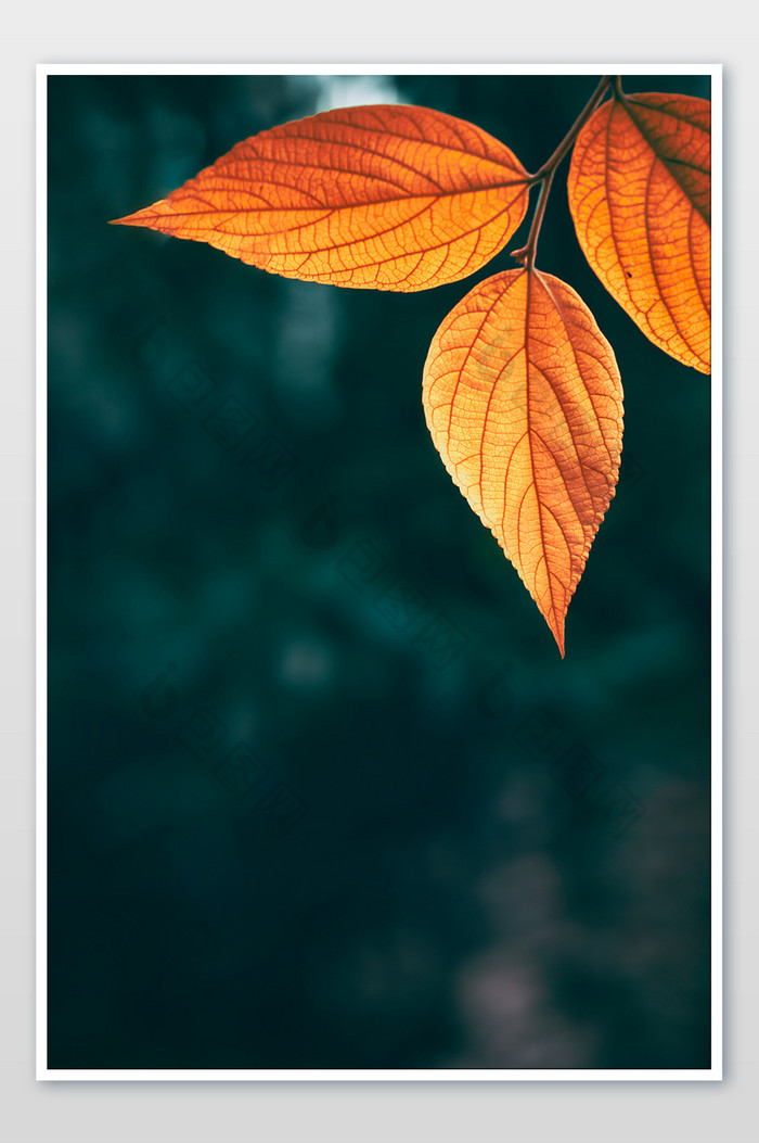 秋季红叶海报背景图片图片