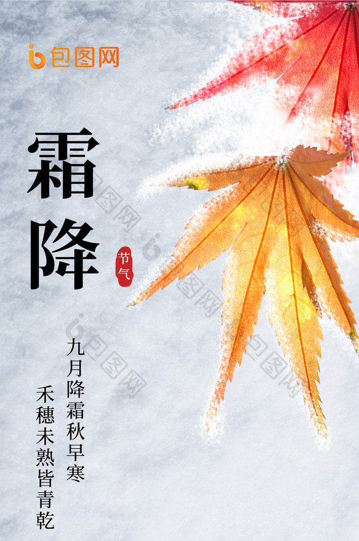 雪天枫叶红果二十四节气霜降手机海报配图