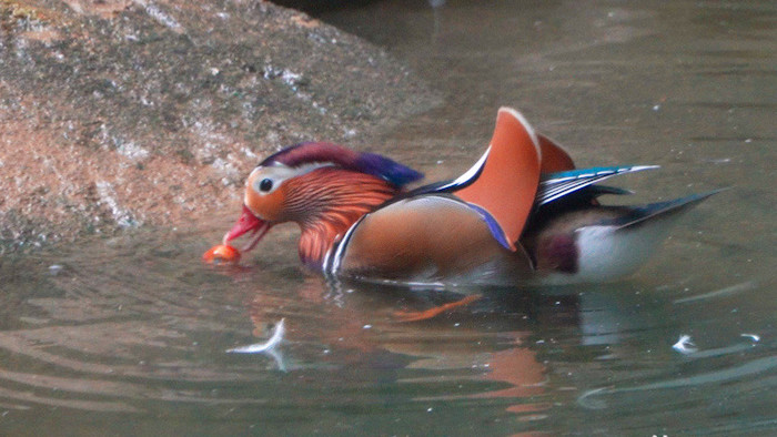 4k济南动物园湖中鸳鸯