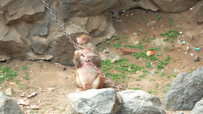 4k济南动物园猴山小猴子
