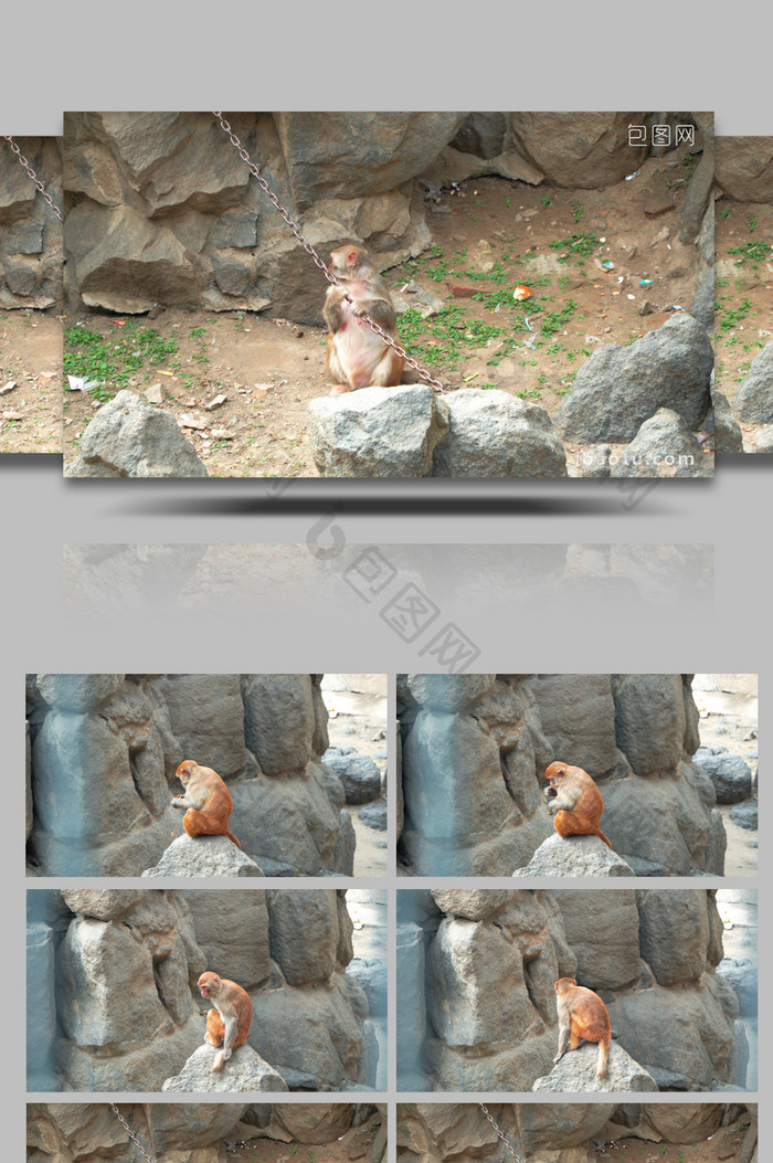 4k济南动物园猴山小猴子