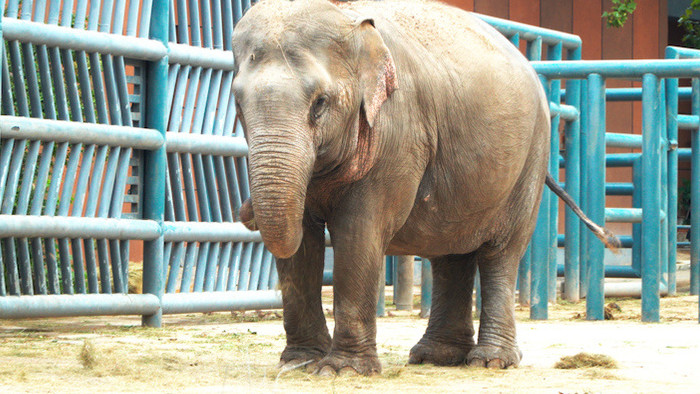 4k济南动物园大象