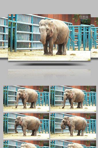 4k济南动物园大象图片