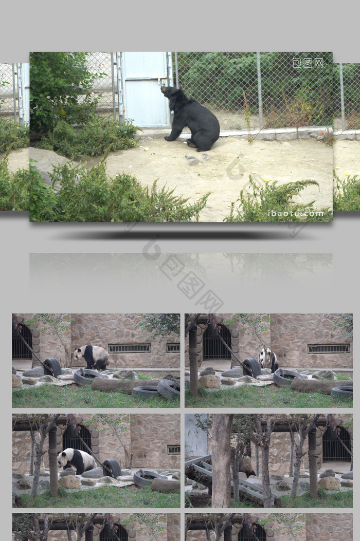 4k济南动物园黑熊和国宝大熊猫