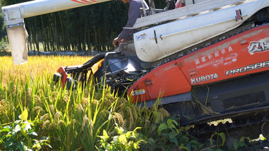 农村水稻收割机收割