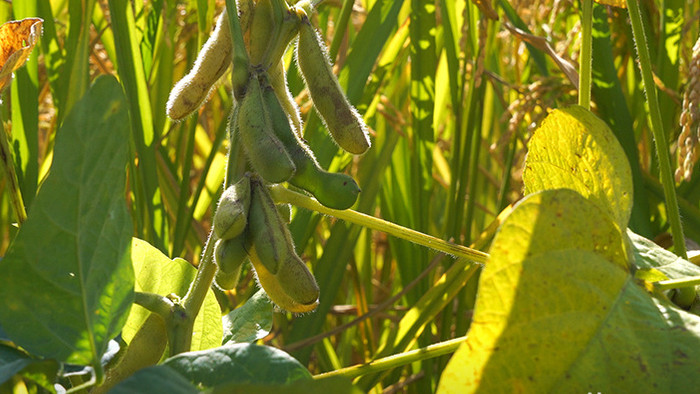 田埂上成熟的黄豆