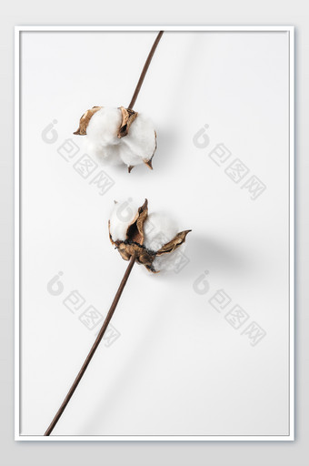 植物棉花干花摄影图图片