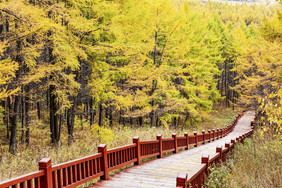 阿尔山天池景区木栈道