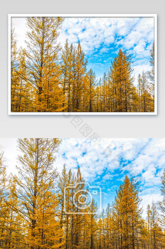 松树的秋季自然风景图片