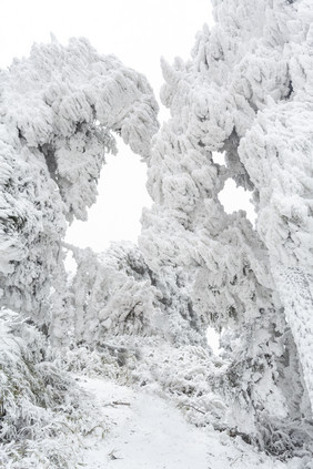 长白山的松树积雪暴风雪