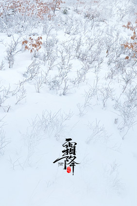 雪白冬季草地树林霜降背景