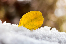 雪地上的黄叶落叶