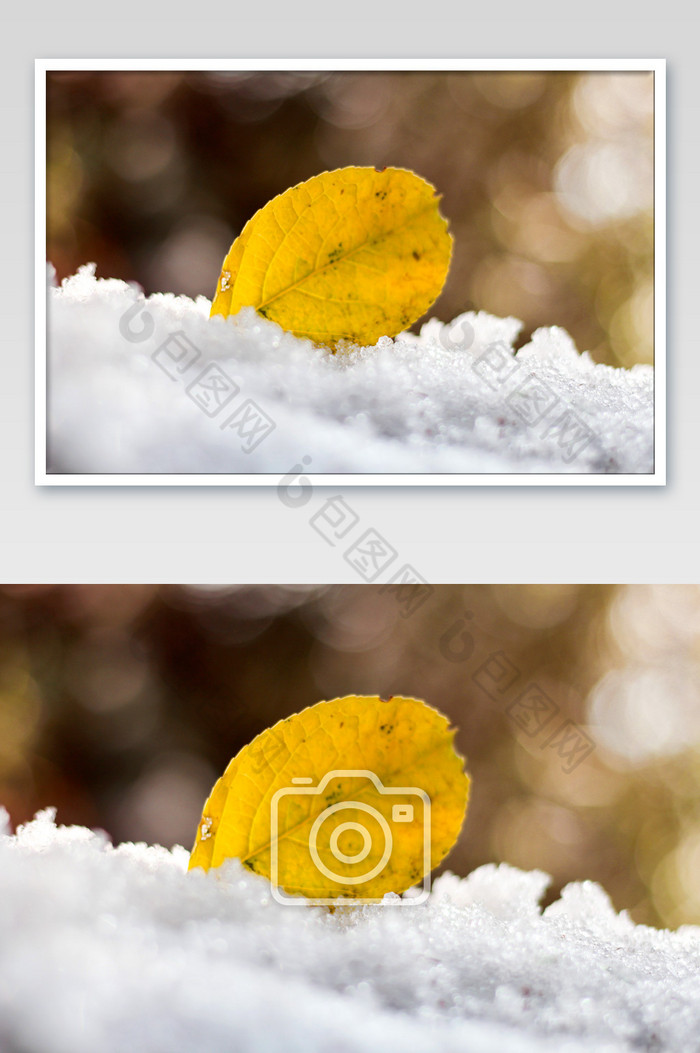 雪地上的黄叶落叶图片图片