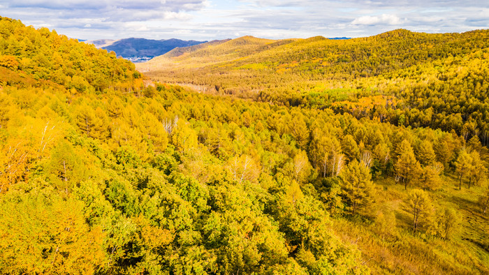 航拍秋季白桦林森林景区图片