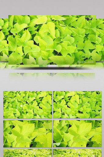 强光照射鲜绿色植物金叶薯实拍视频图片