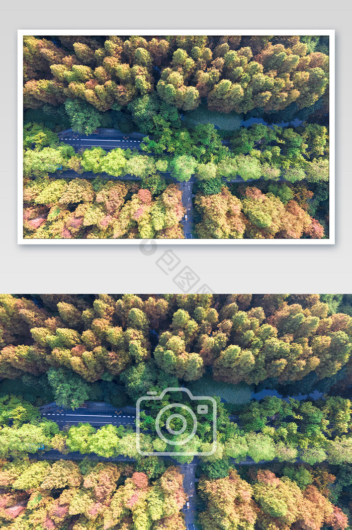 俯拍红木杉树林摄影图片图片