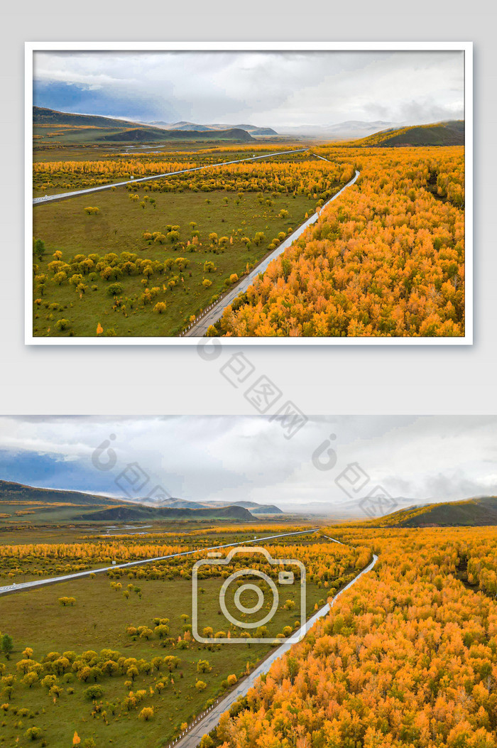 黄绿交替的阿尔山森林秋色图片图片
