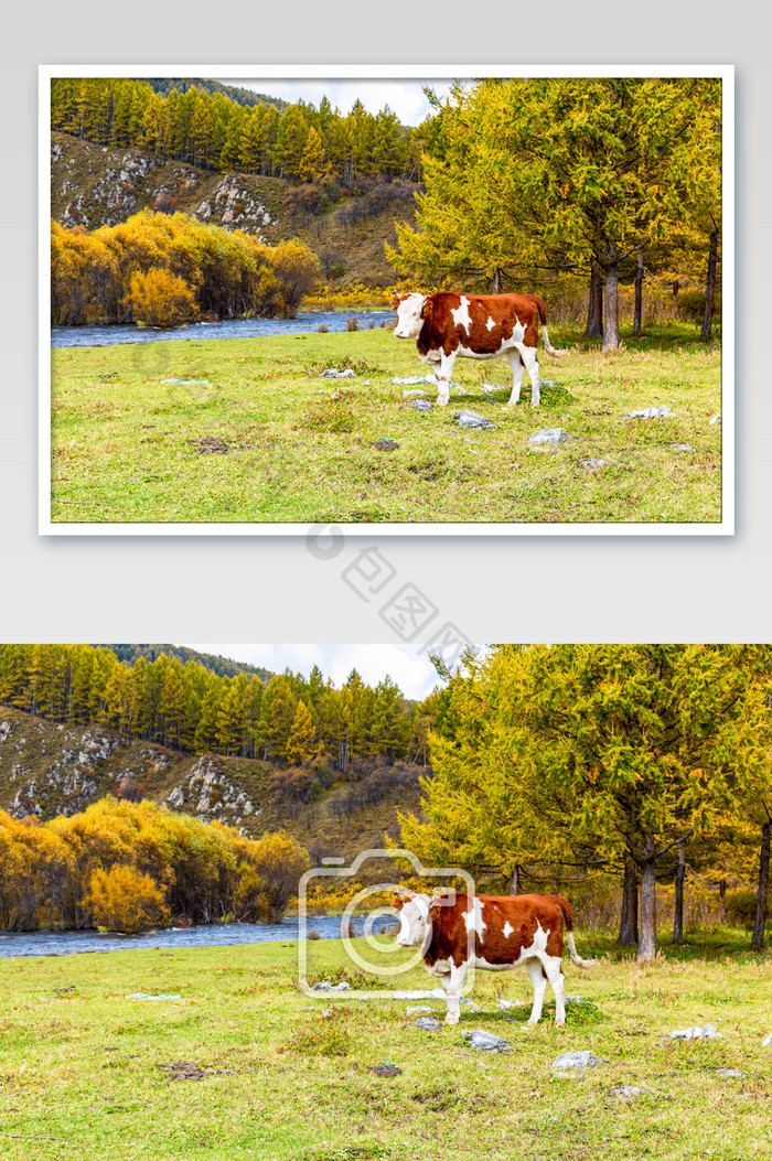 阿尔山天然牧场的奶牛图片图片