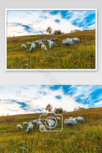 内蒙古草原的肥羊图片