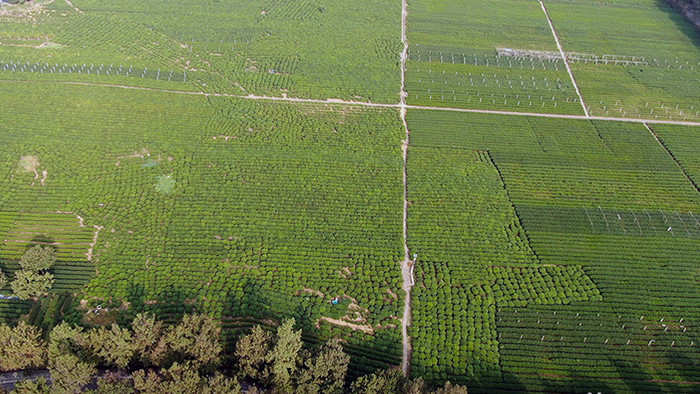 航拍杭州龙井茶叶种植基地