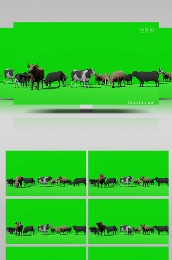 绿色抠像牛群休息动物视频素材图片