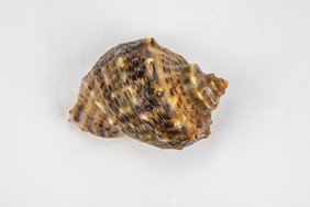 海鲜海螺贝壳摄影图