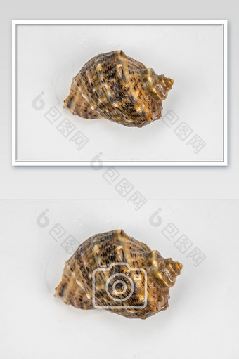 海鲜海螺贝壳摄影图图片