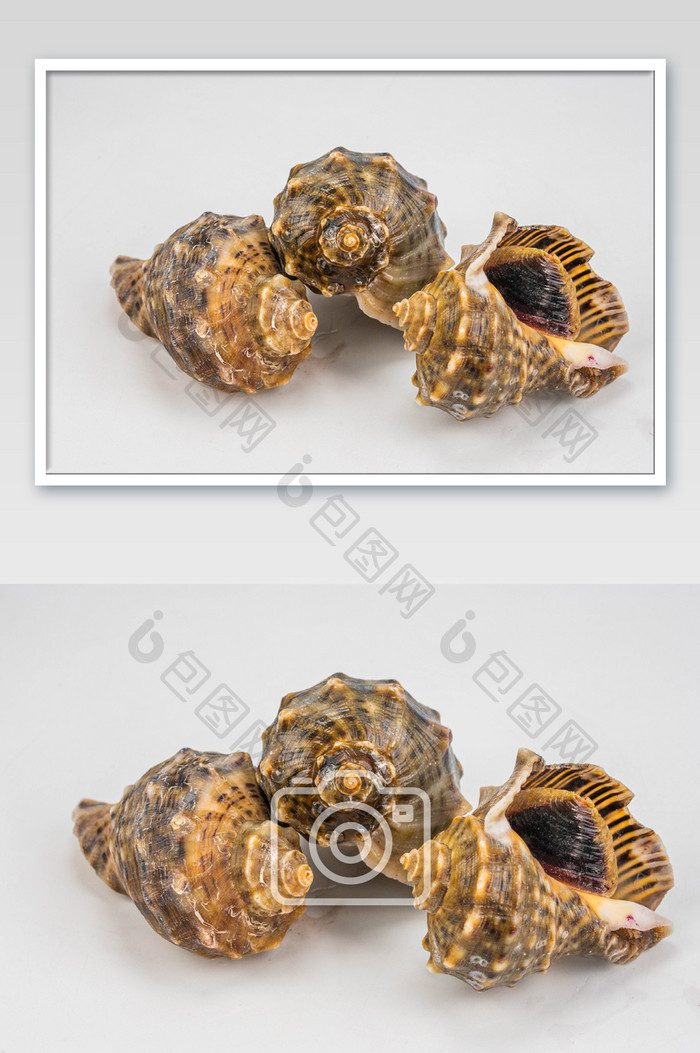 海鲜美食海螺摄影图