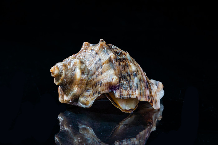 海鲜水产海螺摄影图图片