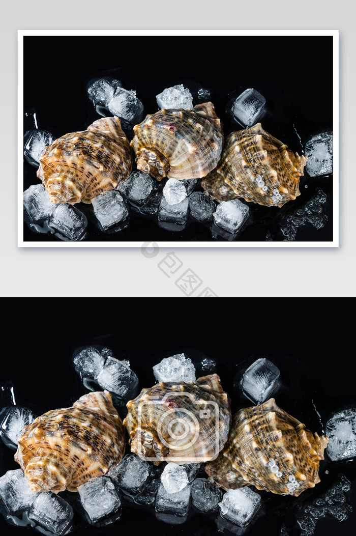 冰块海螺食材摄影图