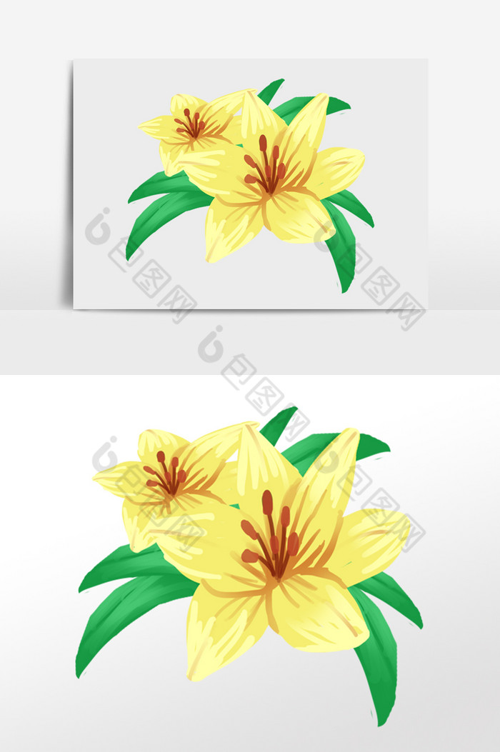 百合植物花卉花朵图片图片