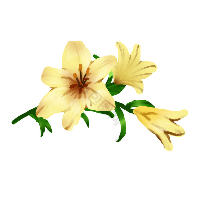 花卉百合植物花束图片