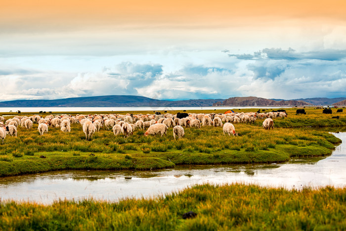 纳木措湖边草原羊群图片