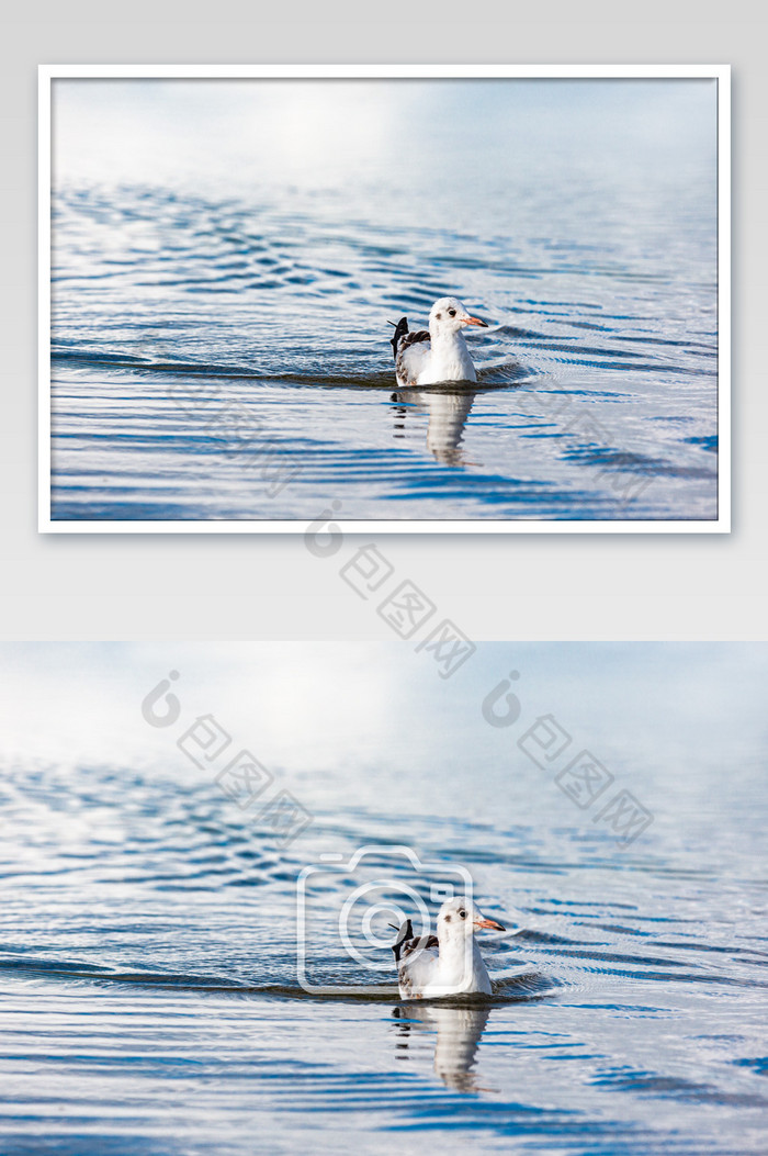 飘浮在海面上的海鸥图片图片
