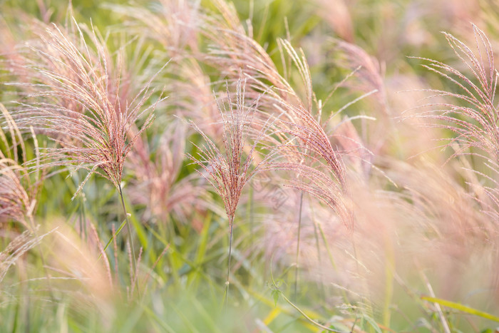 秋季粉色芦苇草背景图片