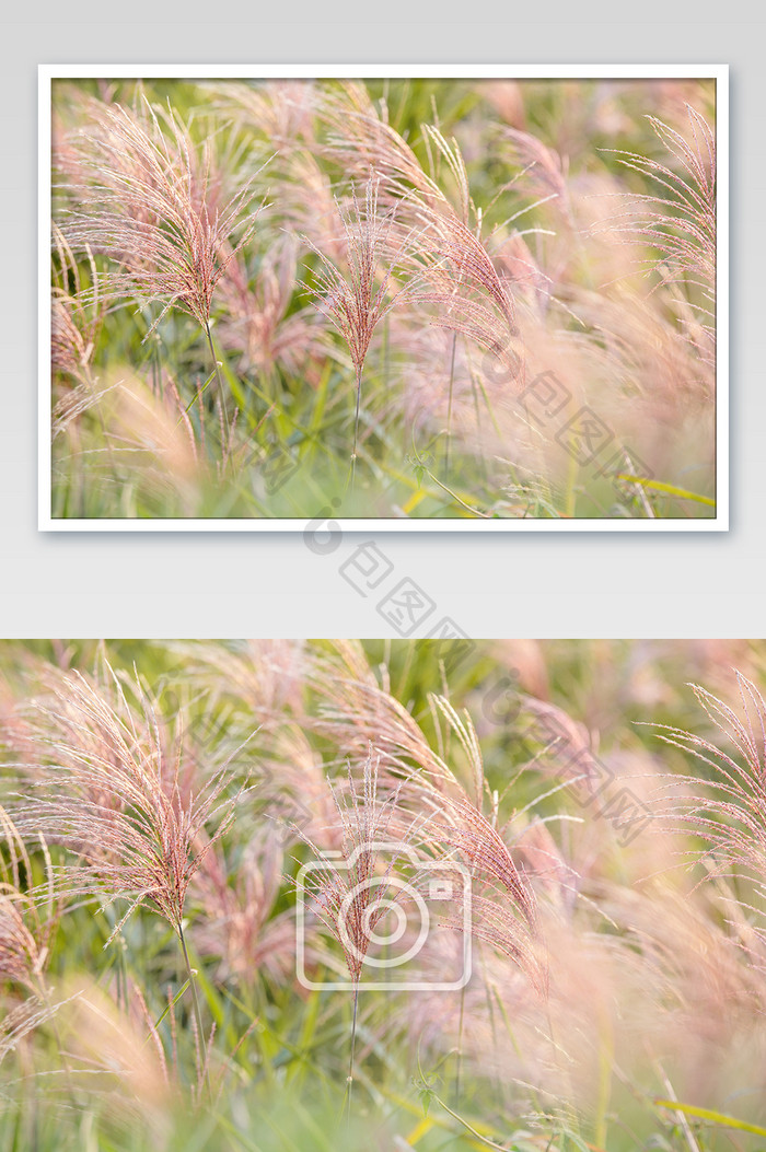 秋季粉色芦苇草背景