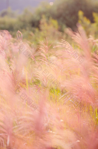 粉色芦苇草梦幻