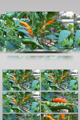 微距摄影成熟的朝天椒图片
