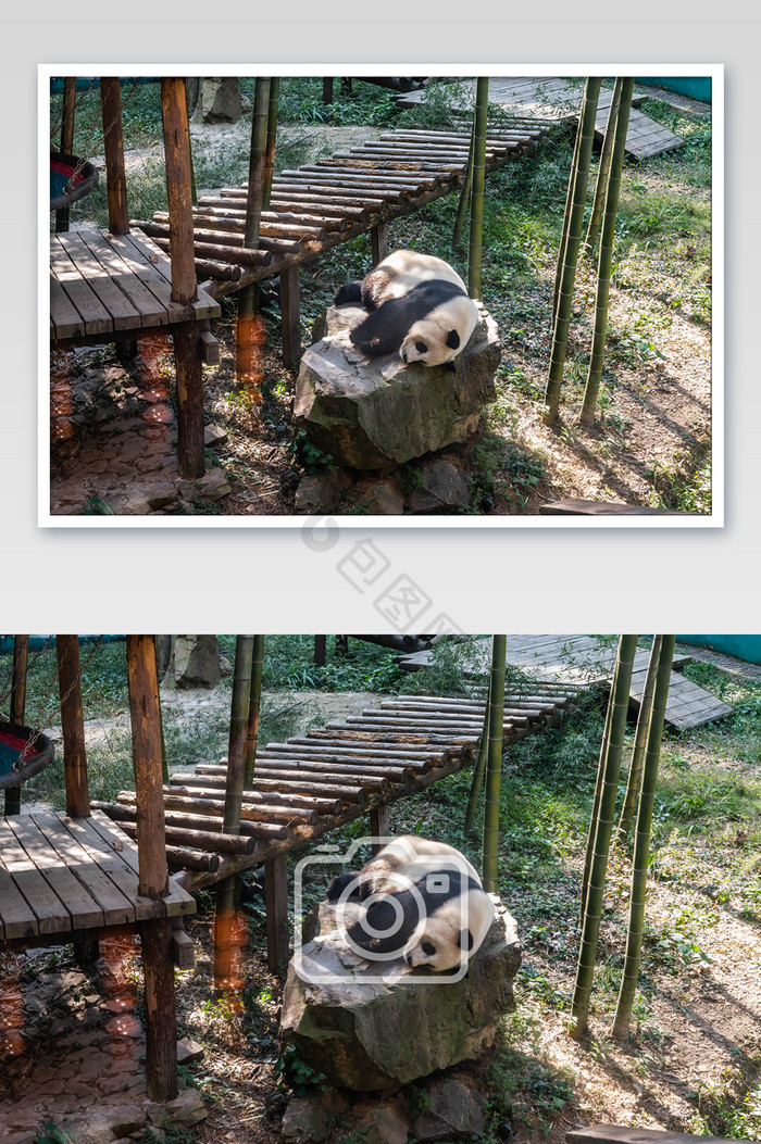 南山竹海大熊猫摄影图图片图片