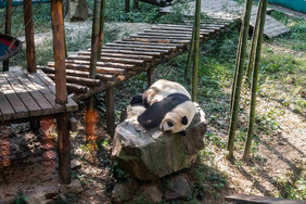 南山竹海大熊猫摄影图