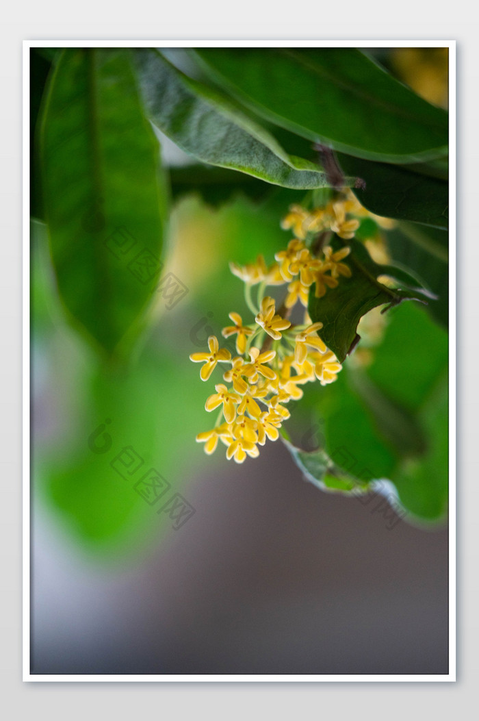 大自然桂花植物摄影图