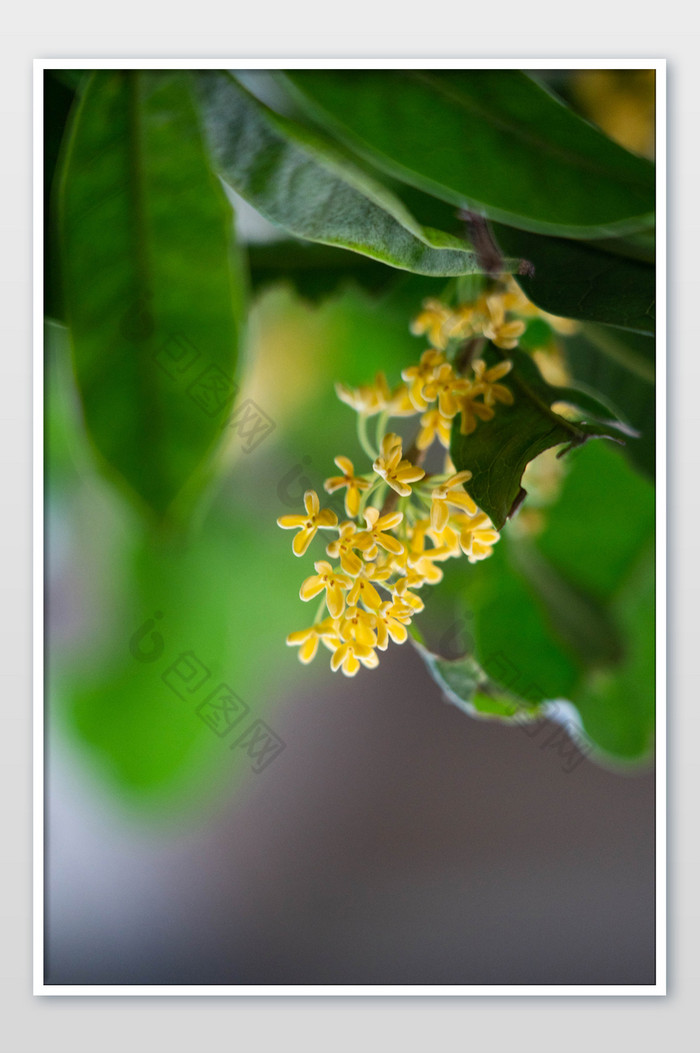 大自然桂花植物摄影图图片图片