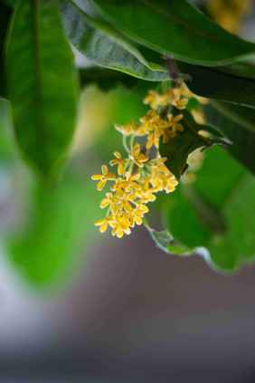 大自然桂花植物摄影图