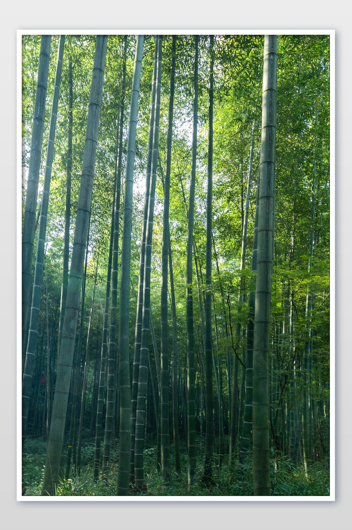 南山竹海竹子摄影图