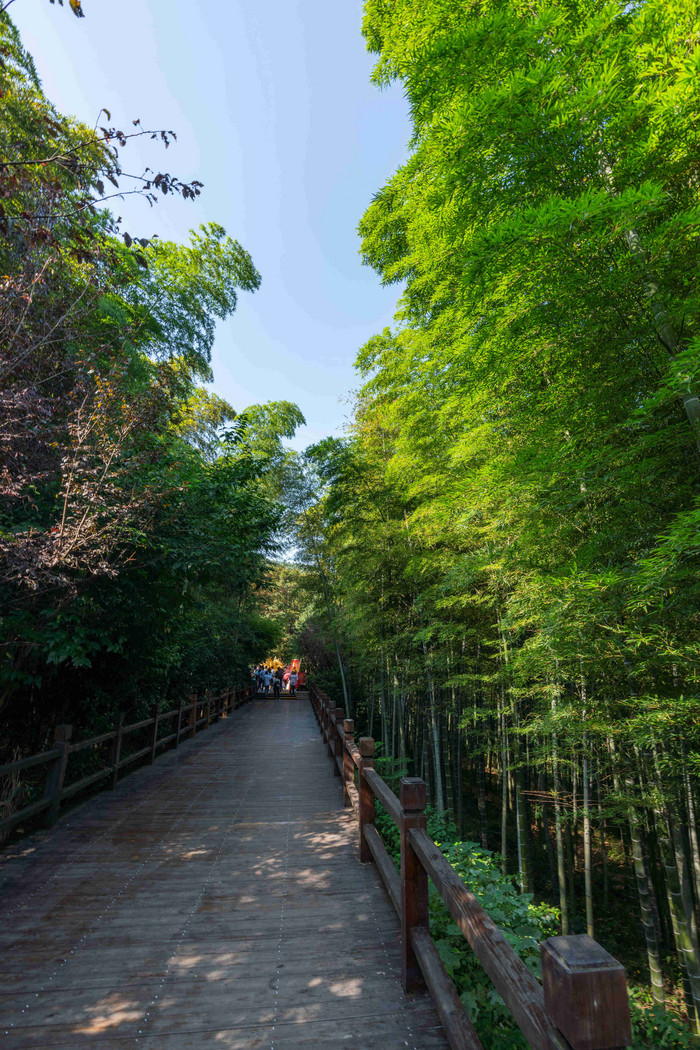 南山竹海中的小路图片