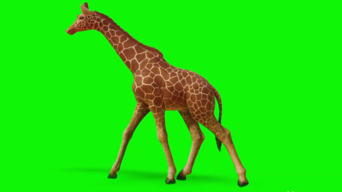 绿幕抠像长颈鹿动物行走合成视频
