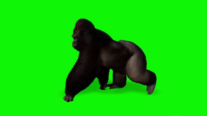 绿幕抠像黑色大猩猩行走中合成视频
