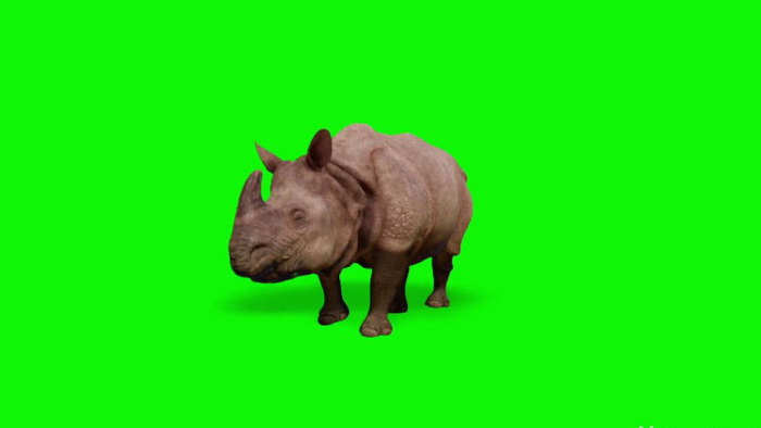 绿色抠像犀牛动物行走视频合成视频